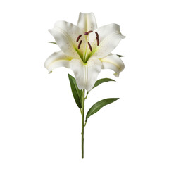 White easter lily flower with stem and green leaves