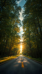 Fototapeta premium road in the woods