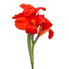Red Canna Lily with Stem