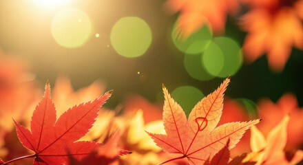 Fototapeta premium Close up of vibrant red autumn maple leaves.