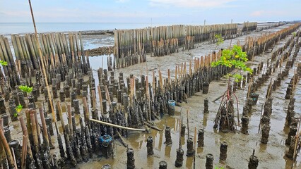 young mangrove trees area on swamp and bamboo pole for protect ocean wave in mangrove forest beside sea shore land scape and cloudy sky.
