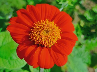 Radiant Red Blossom: a captivating close-up captures a vibrant, fully bloomed flower, showcasing its intricate petals and rich texture against a soft backdrop. 