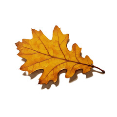 Obraz premium Golden Oak Leaf Autumn Season Realistic Photo Orange Background