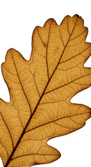 Fototapeta premium Golden Oak Leaf Skeleton Macro Detail with Soft Warm Background Realistic Photo