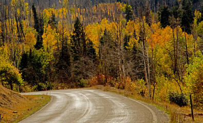 road in autumn forest, a road in autumn, a road to beauty