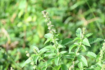 Ocimum americanum plant. Its common names  American basil, lime basil and  hoary basil. It is a species of annual herb in the  family Lamiaceae.