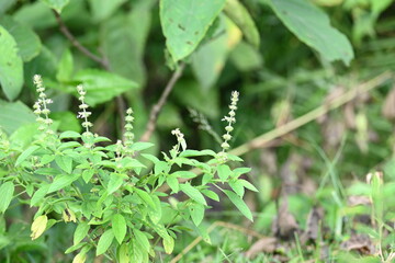 Ocimum americanum plant. Its common names  American basil, lime basil and  hoary basil. It is a species of annual herb in the  family Lamiaceae.