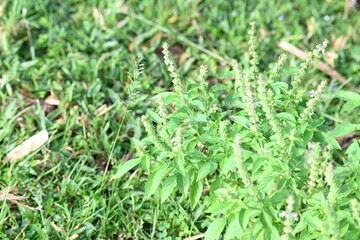 Ocimum americanum plant. Its common names  American basil, lime basil and  hoary basil. It is a species of annual herb in the  family Lamiaceae.