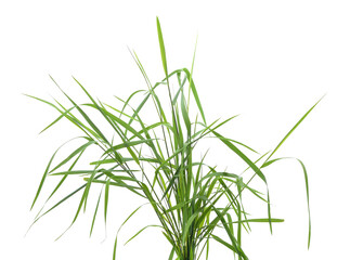 Clump of green grass on white background.