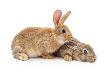 Two beautiful gray rabbits.