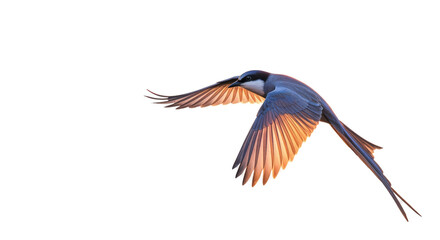 Obraz premium Gray Bird Flying Transparent Background Warm Light