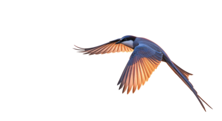 Gray Bird Flying Transparent Background Warm Light