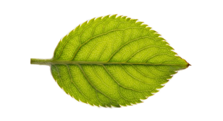 Green Leaf Veins With Tiny Dots Against Soft Green Background