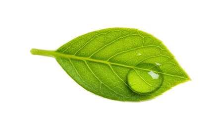 Green Leaf Water Drop Macro Realistic Photo Vibrant