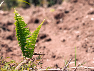 Fern Growing on Dry Ground