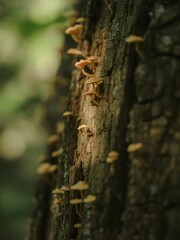 Macro texture of tree bark with moss and tiny fungi.