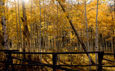 autumn in the forest, Fall trees and fence, yellow trees and fence