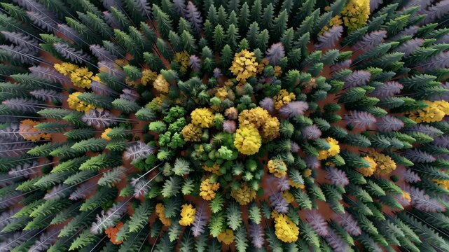 Colorful aerial view of a forest in autumn.