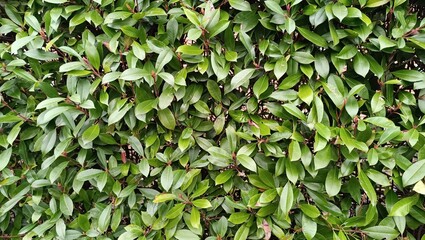 A close-up view of a lush green hedge with dense, glossy leaves. The vibrant foliage creates a natural and fresh atmosphere, ideal for backgrounds, nature themes, or landscape elements.