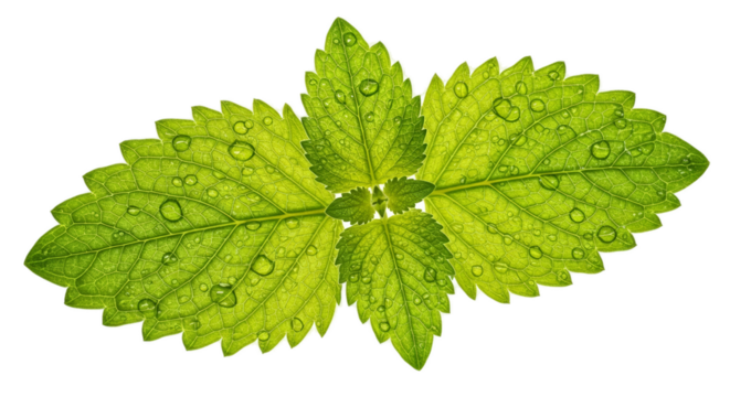 Green Mint Leaves with Water Droplets Vibrant Lighting Realistic Photo
