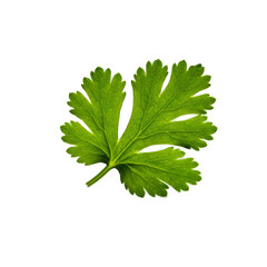 Green Parsley Leaf With Water Droplets Isolated Transparent Background Realistic Photo