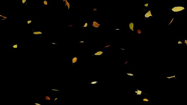 Falling Autumn Leaves on Transparent Background - 3D Animation of Falling Leaves