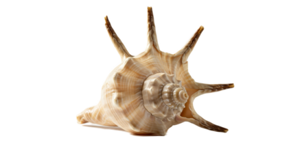 Isolated Realistic Seashell with Textured Spikes on Soft Beige Background
