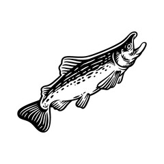 Salmon Fish Engraving silhouette vector