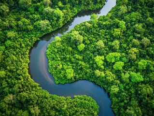 Lush river winding through dense tropical forest