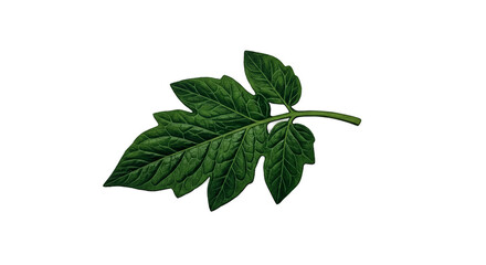 Green Tomato Leaf With Water Droplets Isolated Dark Background