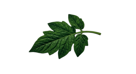 Green Tomato Leaf With Water Droplets Isolated Dark Background