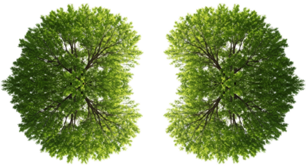 Green Tree Heads Facing Each Other With Lungs Shape Illustration