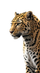 Obraz premium Leopard Portrait Soft Golden Light Realistic Illustration Isolated