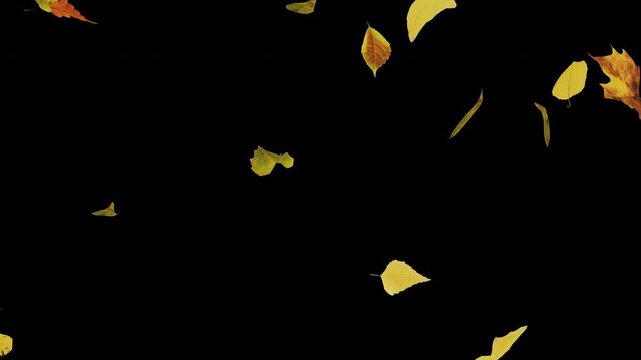 Falling Autumn Leaves on Transparent Background - 3D Animation of Falling Leaves - Slowmotion Detail