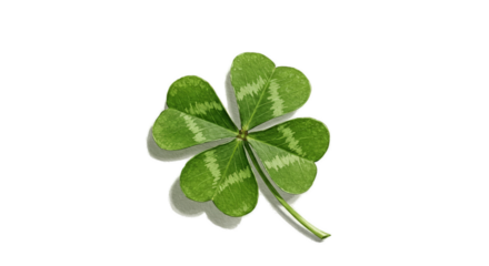 Lucky Four Leaf Clover With Water Droplets Green Realistic Isolated
