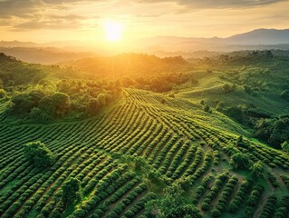 Lush tea plantation at sunset