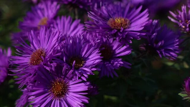 purple new England aster flower under breeze
