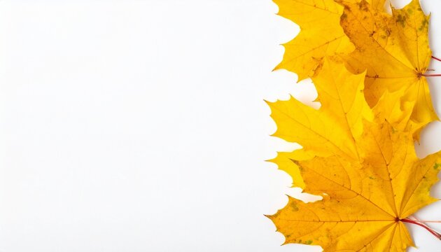Three vibrant yellow maple leaves arranged on a white background, symbolizing autumn and seasonal transition.