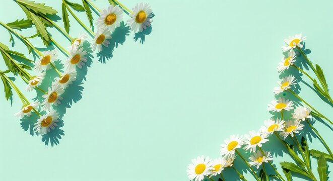 Daisy flower corner frame with strong shadows on a mint background
