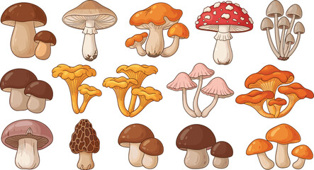 Assorted Mushrooms Collection: Edible Fungi Variety in Detailed Vector Illustration for Culinary, Botanical, and Educational Use, Showcasing Mycology with Diverse Types for Cooking and Nature Guides,
