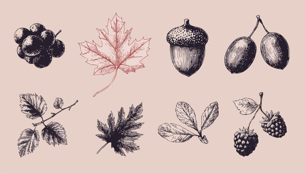 Colecci&oacute;n ilustrada de elementos bot&aacute;nicos oto&ntilde;ales, incluyendo bayas, hojas y bellotas, ideal para dise&ntilde;os naturales y org&aacute;nicos.
