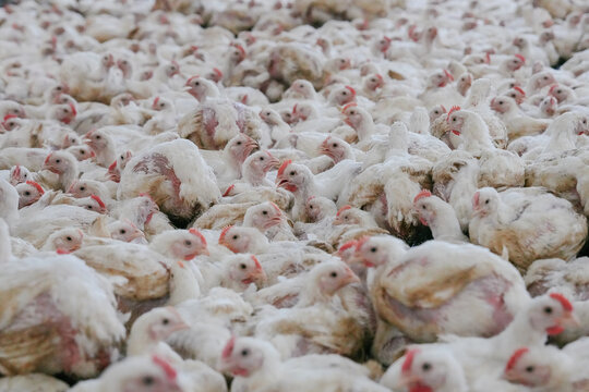 Close-Up of Broiler Chickens in Modern Poultry Farm