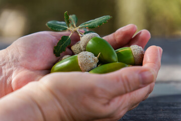 Cupped hands cradling fresh green acorns and an oak leaf, representing nature, new beginnings, potential, and abundance