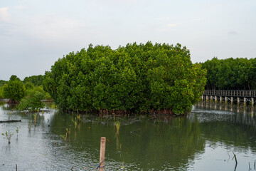 Nature Conservation Center and Mangrove Conservation Center the longest in Thailand at Samet district, Chonburi Province.	
