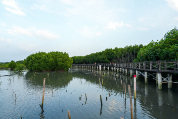Obraz premium Nature Conservation Center and Mangrove Conservation Center the longest in Thailand at Samet district, Chonburi Province. 