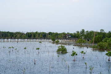 Nature Conservation Center and Mangrove Conservation Center the longest in Thailand at Samet district, Chonburi Province.	
