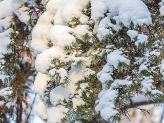 Pine branch with needles is covered with snow in the sunset light