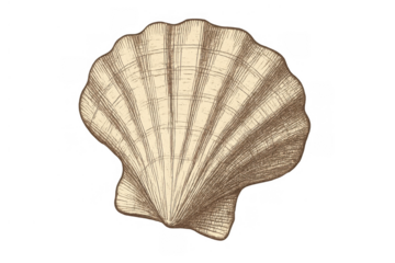 Scallop seashell vintage engraving style illustration representing marine nature and ocean life, transparent background