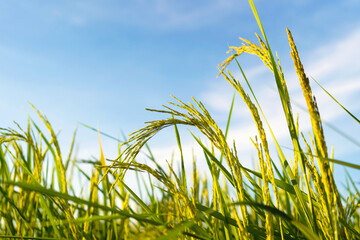 field of rice plants with  clear blue sky in  background
