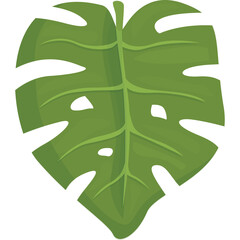 A detailed illustration of a vibrant green monstera leaf isolated on a transparent background showcasing intricate vein patterns and natural curves a tropical botanical element for design